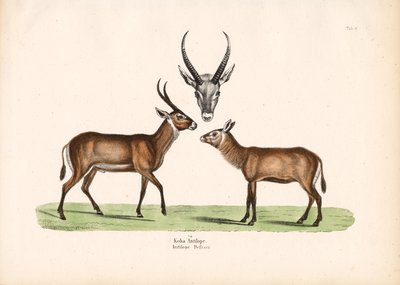 Koba Antilop alkotó: Conrad Kull