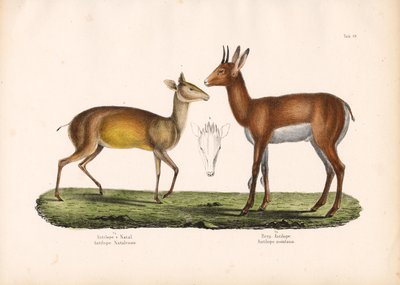 Natal antilop és hegyi antilop alkotó: Conrad Kull