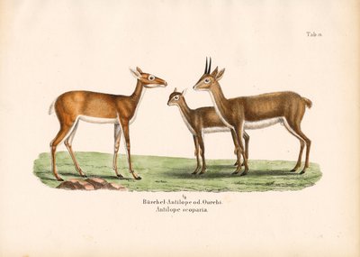 Oribi antilopok a családban alkotó: Conrad Kull