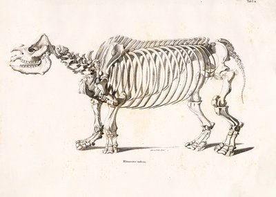 Az indiai orrszarvú csontváza alkotó: Conrad Kull