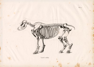 Az alföldi tapír csontváza alkotó: Conrad Kull