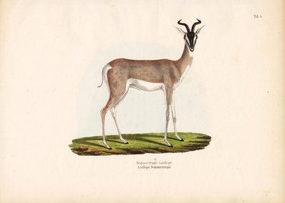 Soemmerring gazella alkotó: Conrad Kull