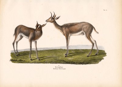 Déli nádirigó alkotó: Conrad Kull