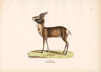 Springbok alkotó: Conrad Kull