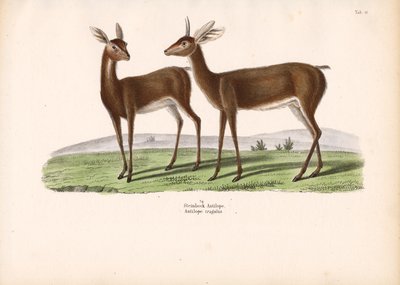 Bak alkotó: Conrad Kull