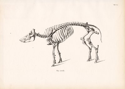 Vaddisznó csontváz alkotó: Conrad Kull