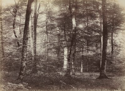 Untitled The Forest of Fontainbleau, c. 1874. alkotó: Constant Alexandre Famin