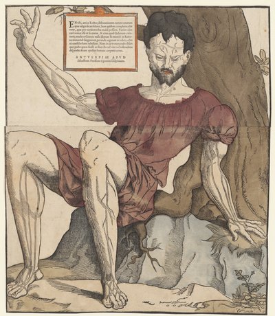 Az emberi test vénái alkotó: Cornelis Anthonisz.