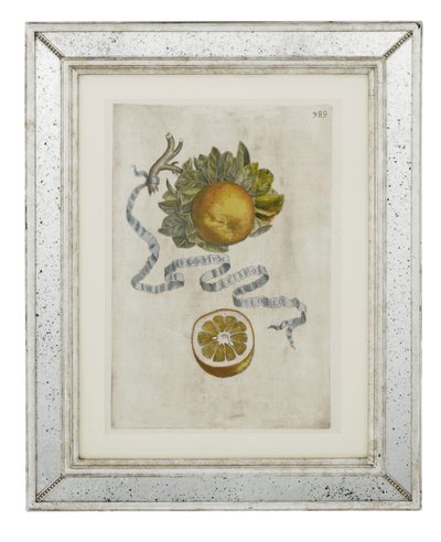 Fodros levelű narancs, 389-es tányér a „Hesperides sive de Malorum Aureorum Cultura et Usu Libri Quatuor”-ból, Giovanni Battista Ferrari alkotó: Cornelis Bloemaert