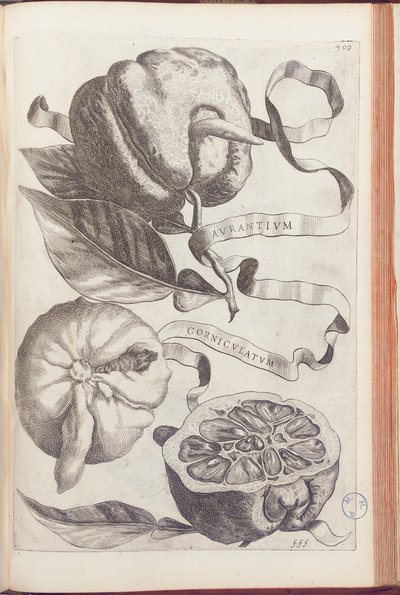 Szarvas narancs, 409-es lemez a "Hesperides or de Malorum Aureorum Cultura et Usu Libri quatuor"-ból, Giovanni Battista Ferrari, 1646 alkotó: Cornelis Bloemaert