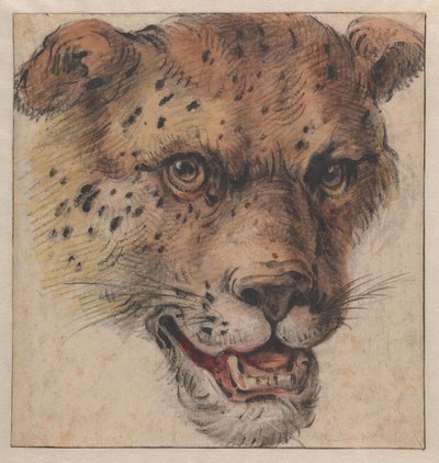 Egy leopárd feje alkotó: Cornelis Saftleven