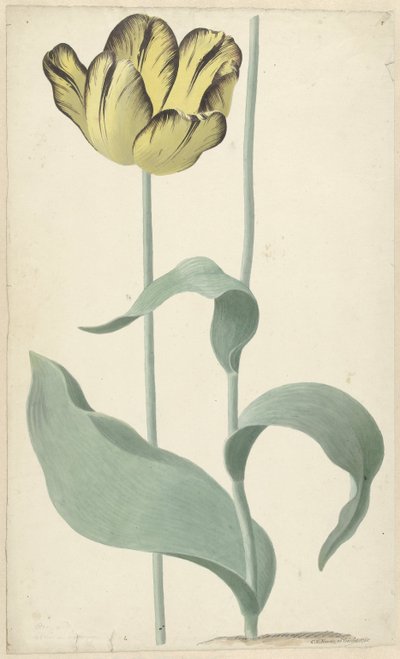 Írta: tulp Bizard Louis d