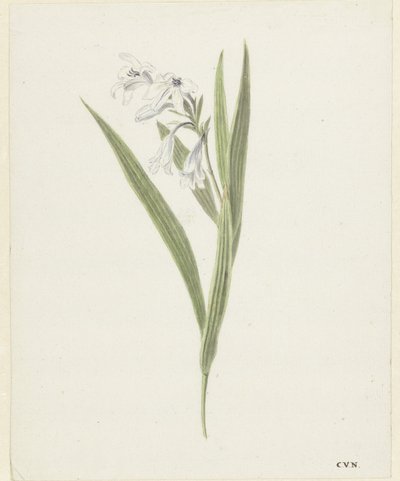 Fresia alkotó: Cornelis van Noorde