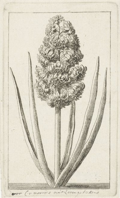 Jácint alkotó: Cornelis van Noorde