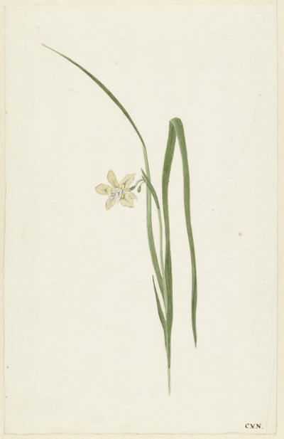 Írisz alkotó: Cornelis van Noorde