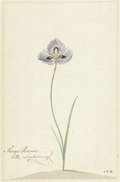 Írisz alkotó: Cornelis van Noorde