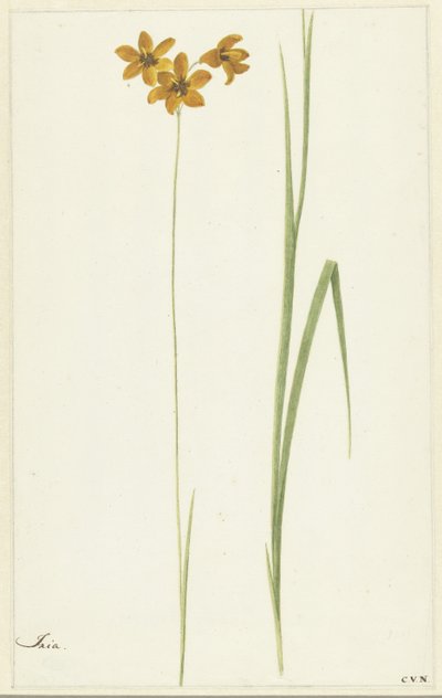 Ixia alkotó: Cornelis van Noorde