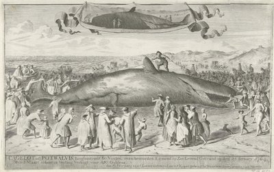Az Egmond aan Zee-nél partra rekedt sperma bálna, 1764 Cagelot vagy Potwhale, körülbelül 60 láb hosszú, Egmond op Zee-től északra, 1764. február 15-én élve megszállt. március 1-jén ott az aukción 810 Guldenért eladták (cím a tárgyon) alkotó: Cornelis van Noorde