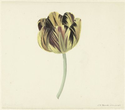 Tulipán bizarrózsát hívott alkotó: Cornelis van Noorde