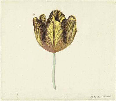 Tulipán Bizard Sub. a alkotó: Cornelis van Noorde
