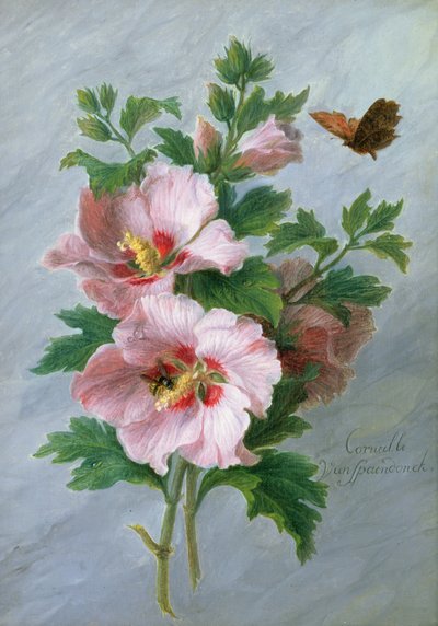 Hibiszkusz márványpárkány ellen alkotó: Cornelis van Spaendonck