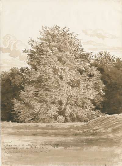 Wrottesley Hall – A cserje: szépia rajz, 1820 alkotó: Cornelius Varley