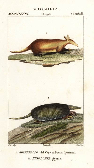 Aardvark és óriás tatu alkotó: Corsi Corsi