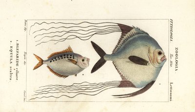 Afrikai pompano, Alectis ciliaris, Blepharis ciliaris, Blefaride ciliare 1 és pónihal, Poulain ruse, Leiognathus equulus 2 alkotó: Corsi Corsi