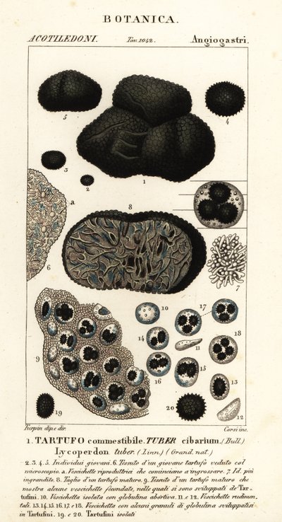 Fekete szarvasgomba, Tuber melanosporum (étkezési gumó, étkezési szarvasgomba, Lycoperdon gumó) alkotó: Corsi Corsi