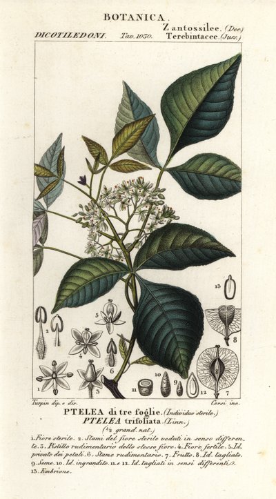 Közönséges komlófa, Ptelea trifoliata, háromlevelű ptelea alkotó: Corsi Corsi