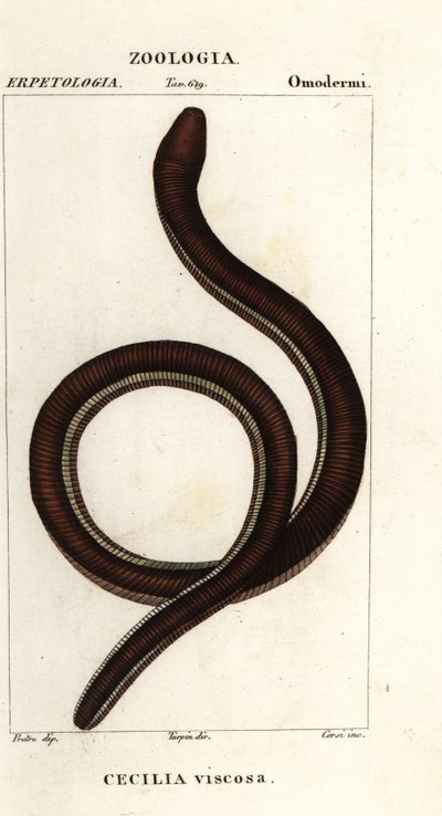 Közönséges sárgasávos kacicília, Ichthyophis glutinosus alkotó: Corsi Corsi