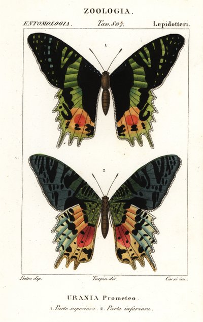 Kelet-afrikai naplemente lepke, Chrysiridia croesus alkotó: Corsi Corsi