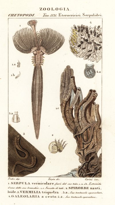 Legyezőféreg, Serpula vermicularis 1, polychaete féreg, Spirorbis corrugatus 2, csőépítő annelid féreg, Spirobranchus triqueter 3 és Galeolaria caespitosa 4 alkotó: Corsi Corsi