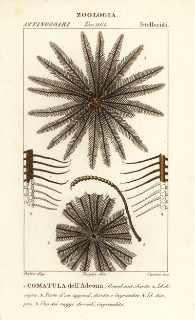 Tollcsillag krinoidea, Oligometrides adeonae, Comatula adeonae, Commatula dellAdeona alkotó: Corsi Corsi