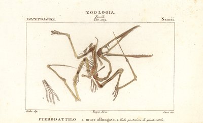 Egy kihalt pterodactyl, Pterodactylus antiquus fosszilis csontváza alkotó: Corsi Corsi