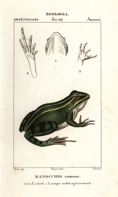 Zöldbéka, Pelophylax kl esculentus alkotó: Corsi Corsi
