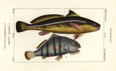 Karut croaker, Johnius carutta, Ionio carutta 1 és fekete dob, Pogonias cromis, Pogonias fasciatus, Pogonia fasciato 2 alkotó: Corsi Corsi