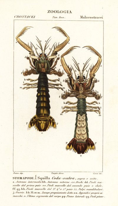Sáska garnélarák, Lysiosquilla scabricauda alkotó: Corsi Corsi