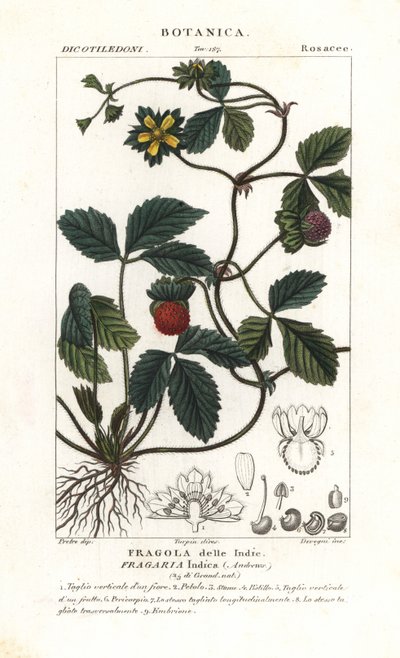 Mock eper, Potentilla indica alkotó: Corsi Corsi