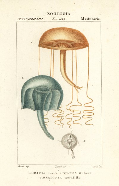 Szabad szemű medúza, Orythia viridis, Oritia verde 1 és vízi állatok, Geryonia proboscidalis, Dianea gabert 2 és Liriope tetraphylla, Gerionia tetrafilla 3 alkotó: Corsi Corsi