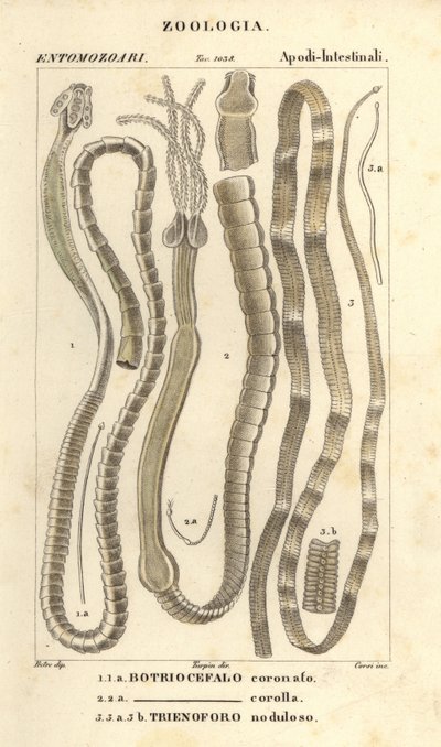 Parazita férgek és galandférgek, Bothriocephalus coronatus 1, Bothriocephalus corolla 2 és csuka galandféreg, Triaenophorus nodulosus 3 alkotó: Corsi Corsi