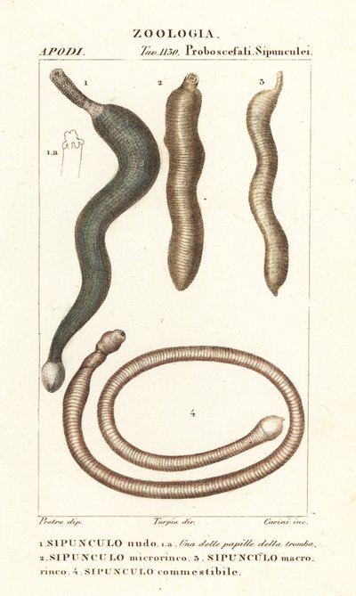Földimogyoró férgek, Sipunculus nudus 1, Siphonosoma cumanense 4 stb. alkotó: Corsi Corsi