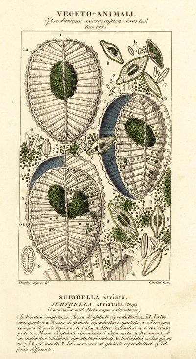 Plankton, Surirella striatula, Surirella striata alkotó: Corsi Corsi