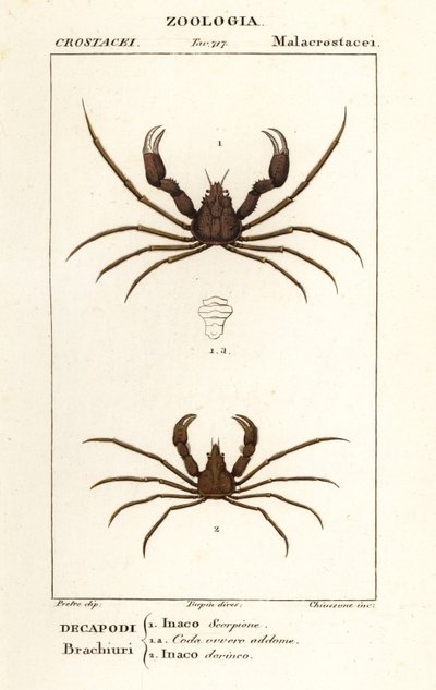 Scorpion pókrák és Leach pókrákja alkotó: Corsi Corsi