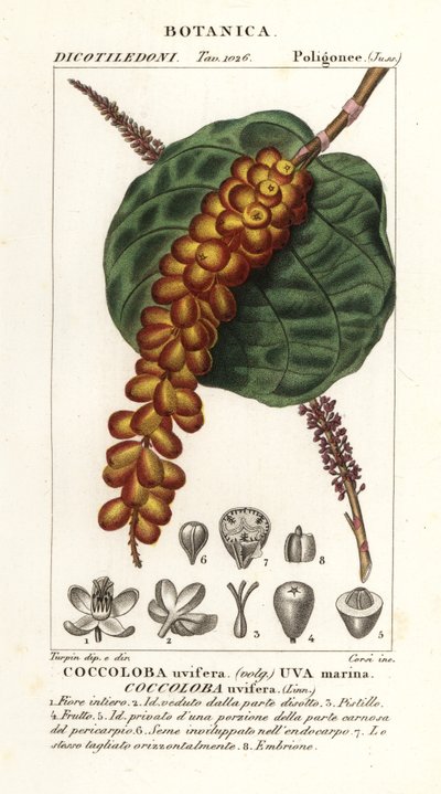 Tengeri szőlő vagy baygrape, Coccoloba uvifera, Tengeri szőlő alkotó: Corsi Corsi