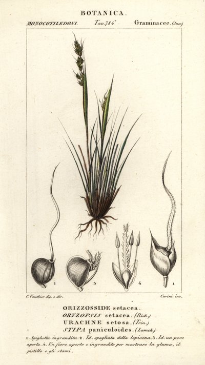 Lándzsafű, Piptochaetium panicoides alkotó: Corsi Corsi