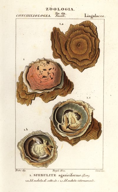 Spherulites agariciformis alkotó: Corsi Corsi