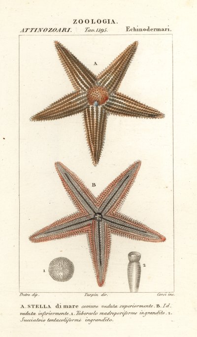Tengeri csillag vagy tengeri csillag, Asterias rubens alkotó: Corsi Corsi