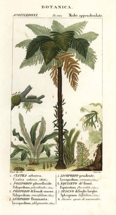 Nyugat-indiai páfrány, Cyathea arborea, szőlőpáfrány, Microgramma piloselloides 2, kecses páfrány, Niphidium crassifolium 3, durva bojtpáfrány, Huperzia phlegmaria 4, szarvasmoha, Lycopodiella cernua 5, vízi zsurló alkotó: Corsi Corsi