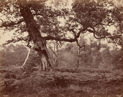 Tree Study,c. 1870 (fotó) alkotó: Cox & Son